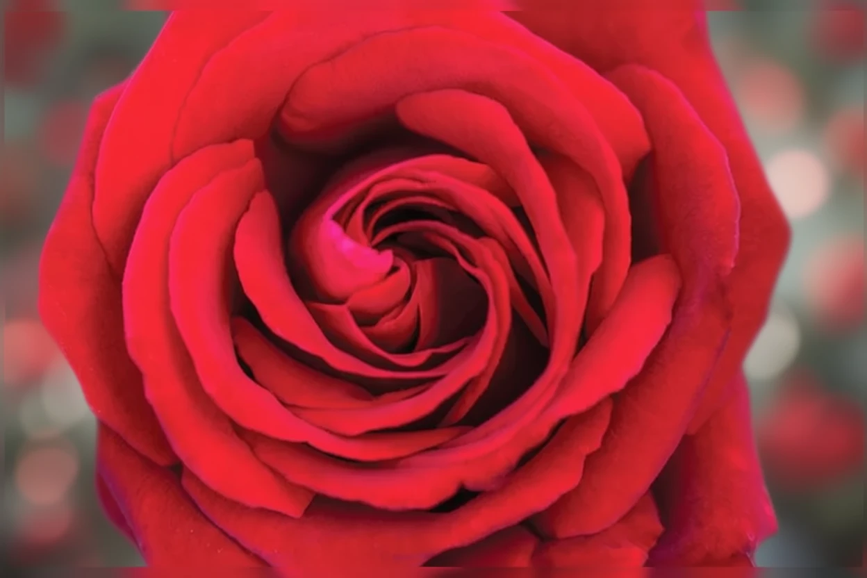 Троянда Інгрід Бергман