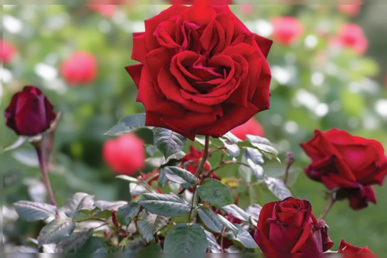 Троянда Інгрід Бергман