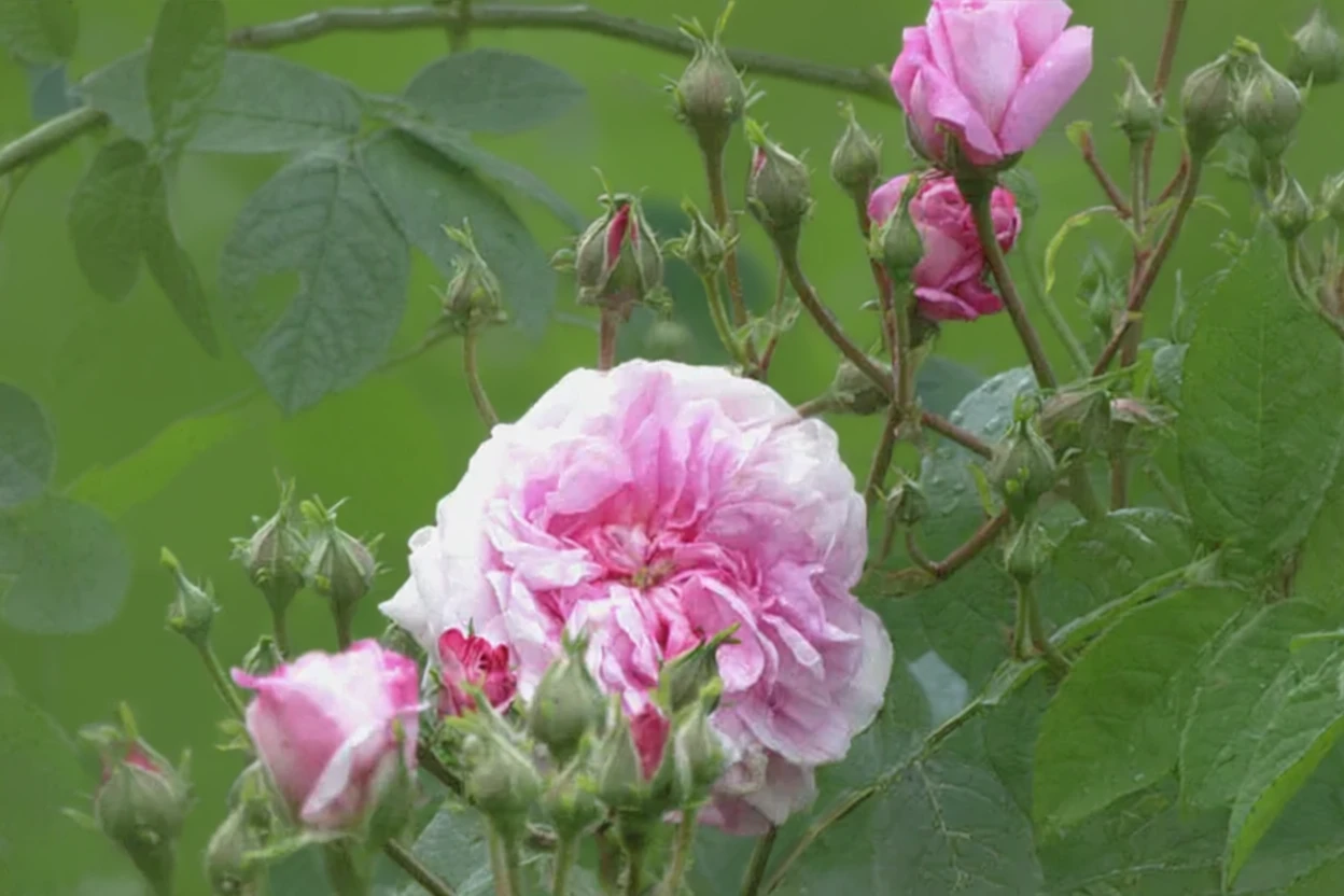 Троянда Іспаган