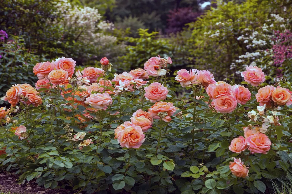 Троянда Кахала