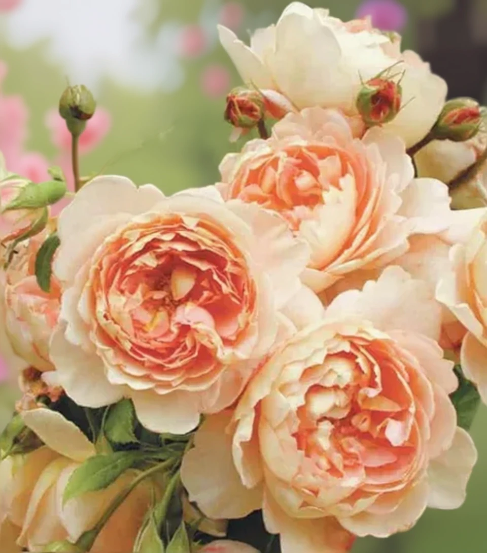 Троянда Кардінг Мілл / Rosa Carding Mill