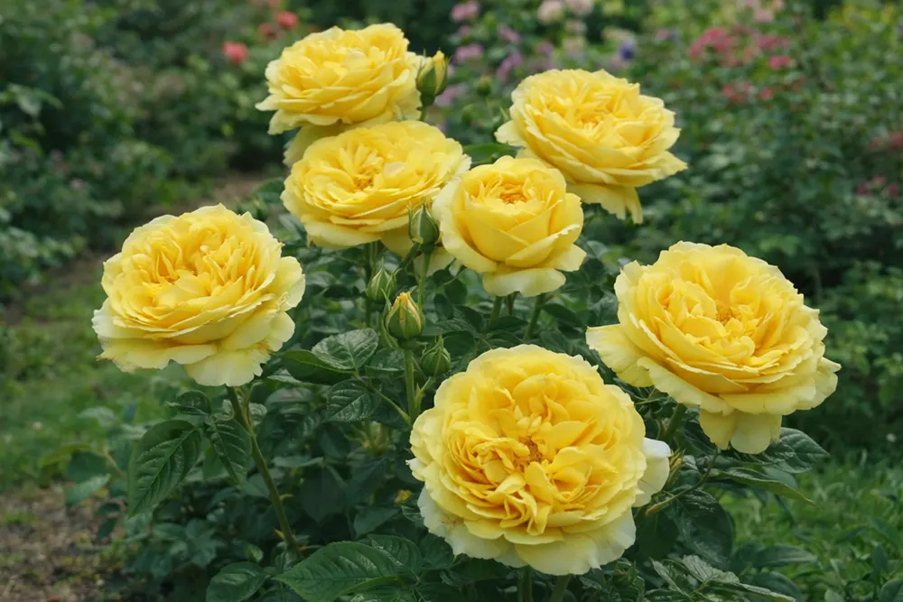 Троянда Каталіна (Rosa Catalina)