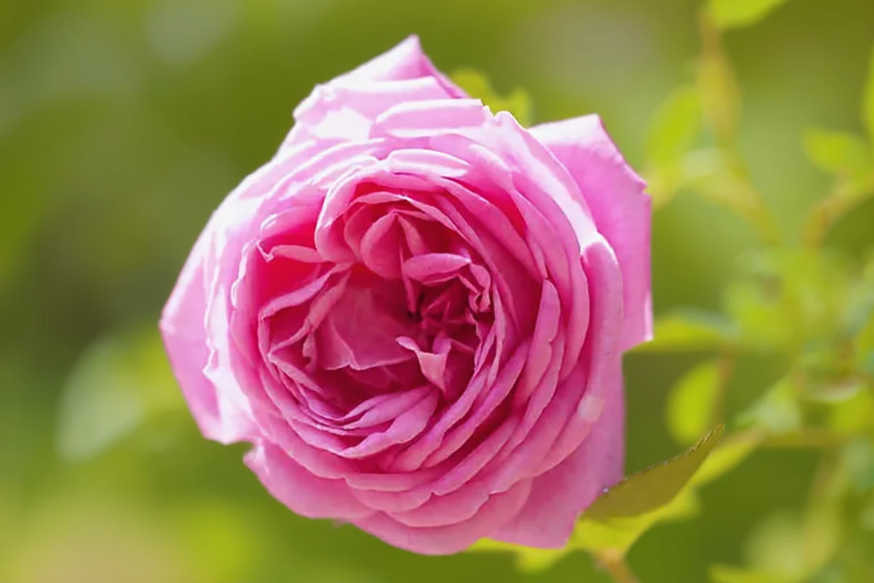 Троянда Хермоза / Rosa Hermosa