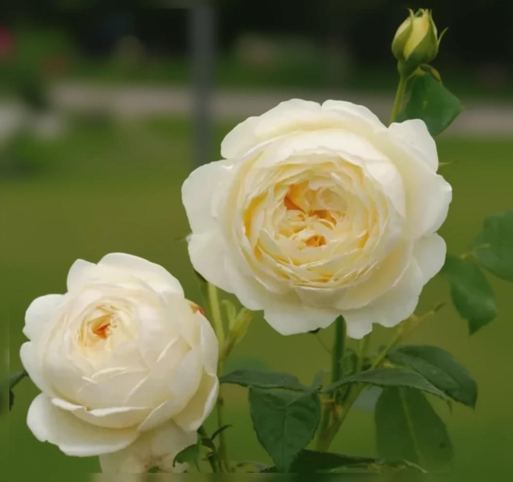 Троянда Клер Остін / Rosa Claire Austin