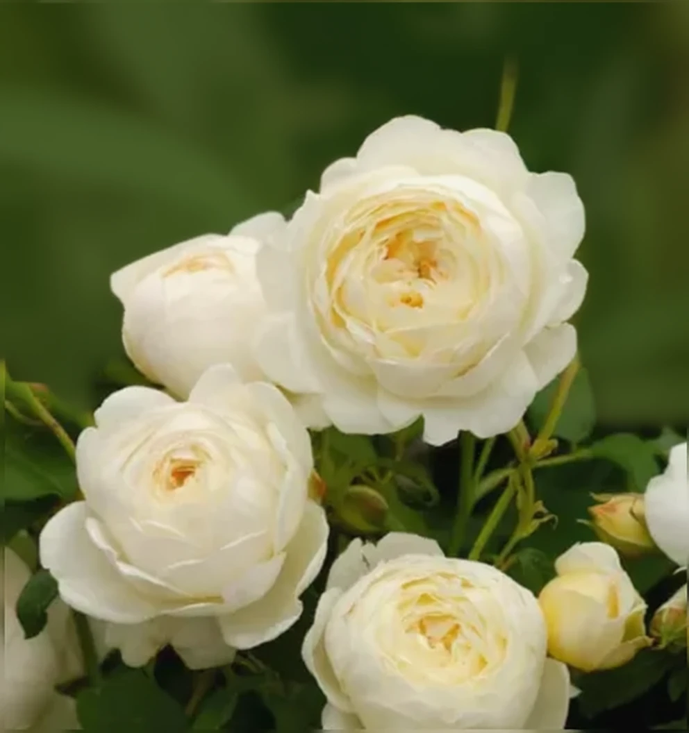 Троянда Клер Остін