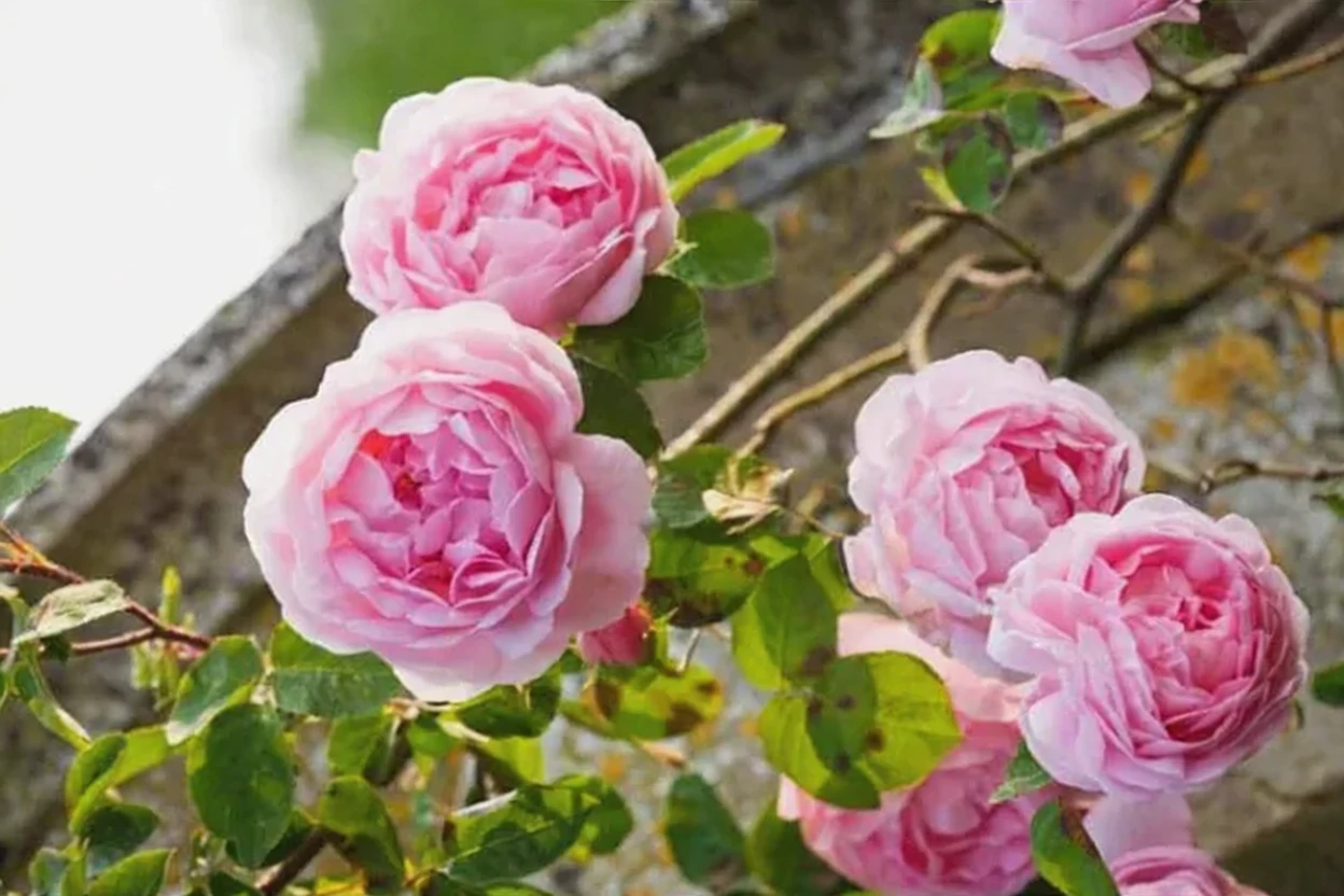 Троянда Констанс Спрай / Rosa Constance Spry