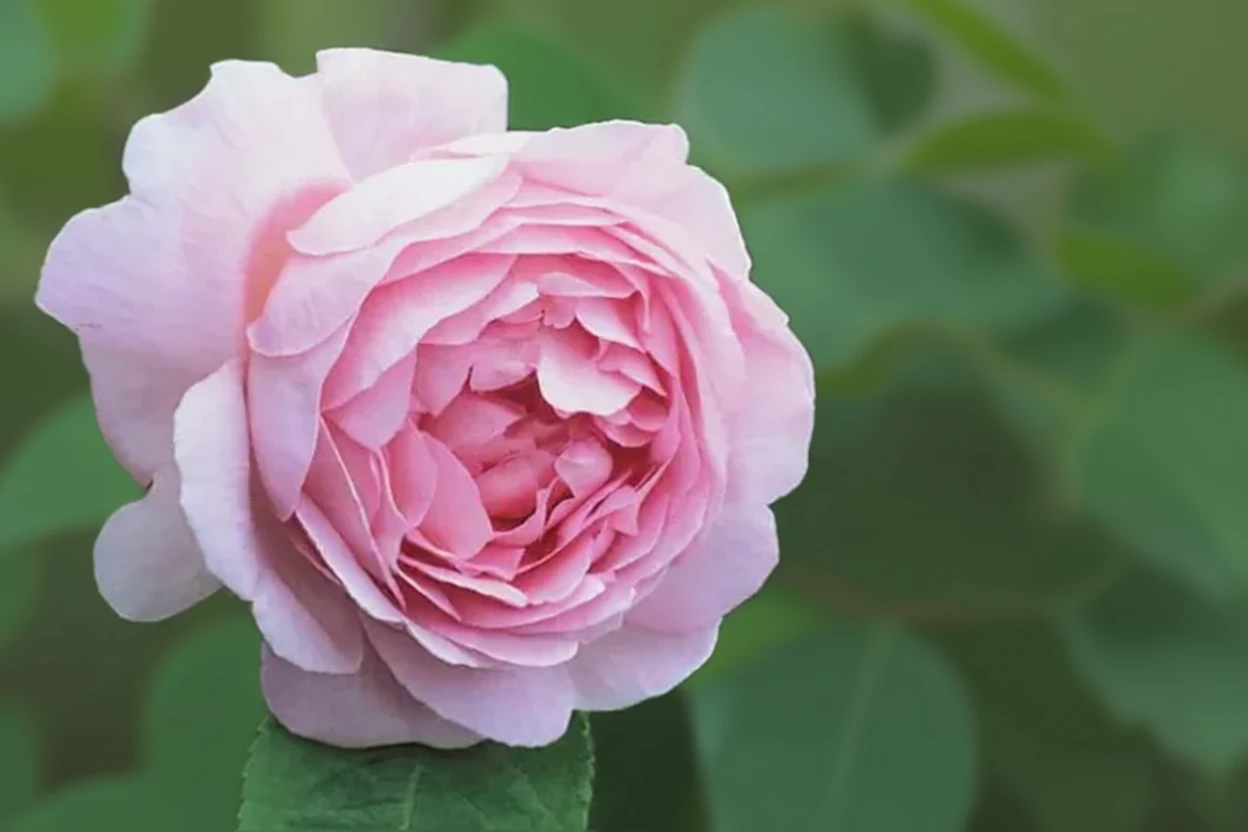 Троянда Констанс Спрай