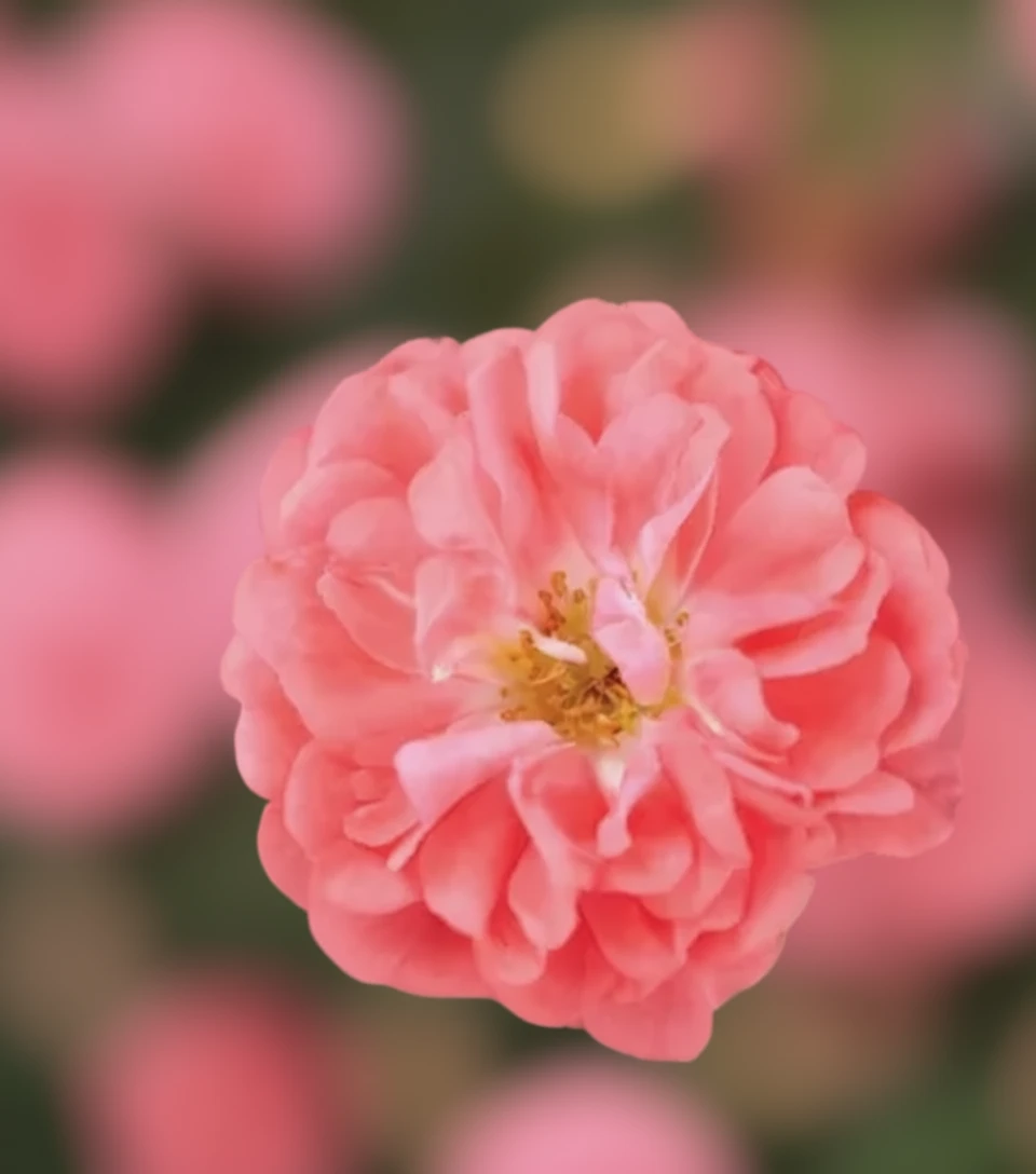 Троянда Корал Дріфт / Rosa Coral Drift