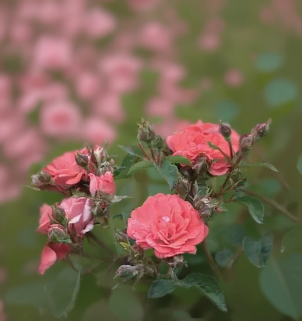 Троянда Корал Дріфт