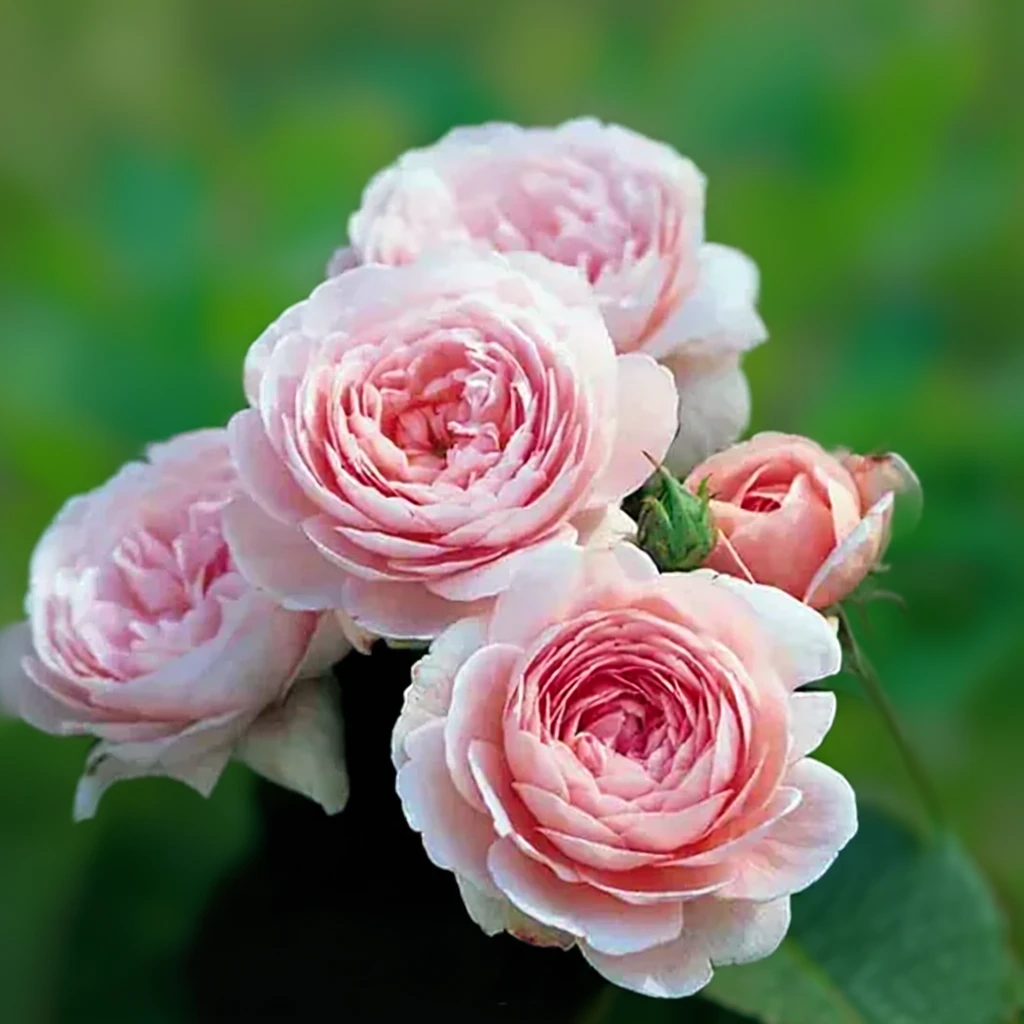 Троянда Королева Швеції / Rosa Queen of Sweden