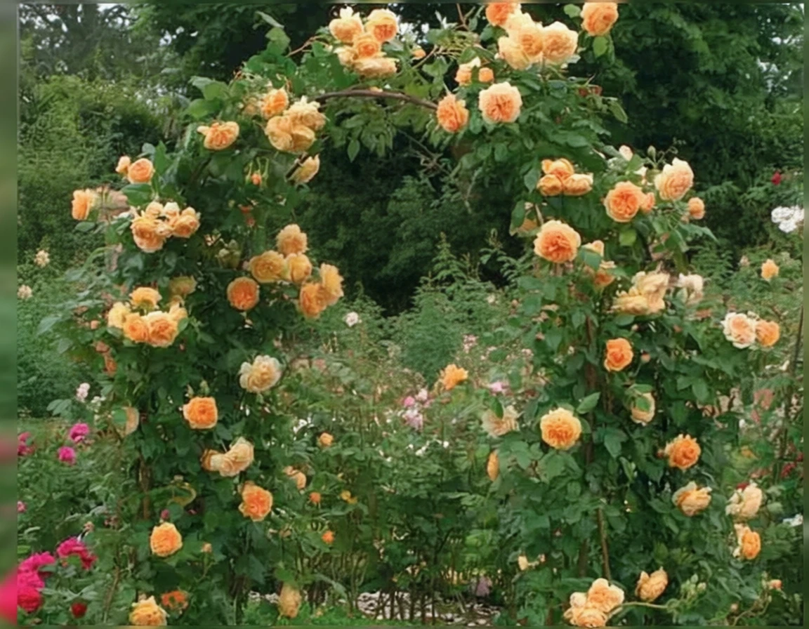 Троянда Краун Принцес Маргарета