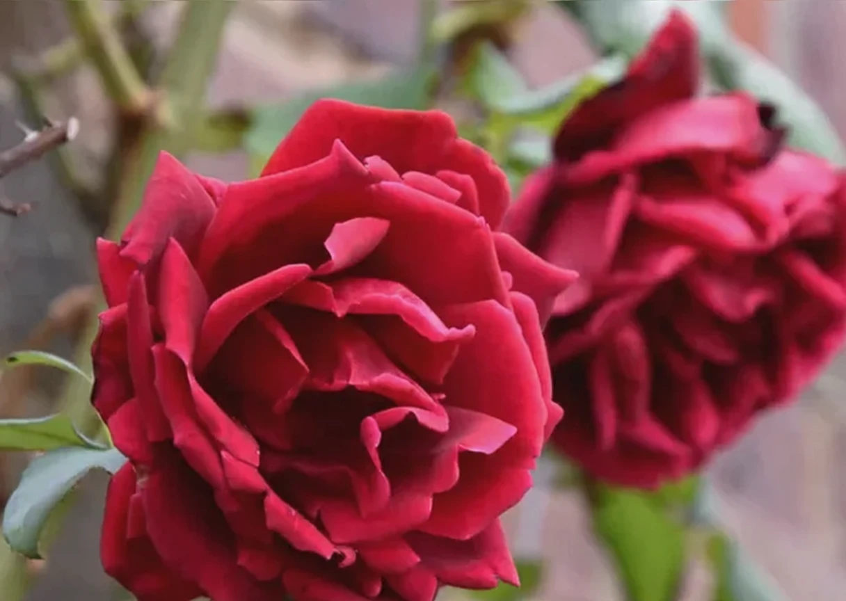 Троянда Крімсон Глорі / Rosa Crimson Glory