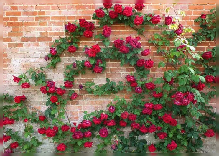 Троянда Крімсон Глорі