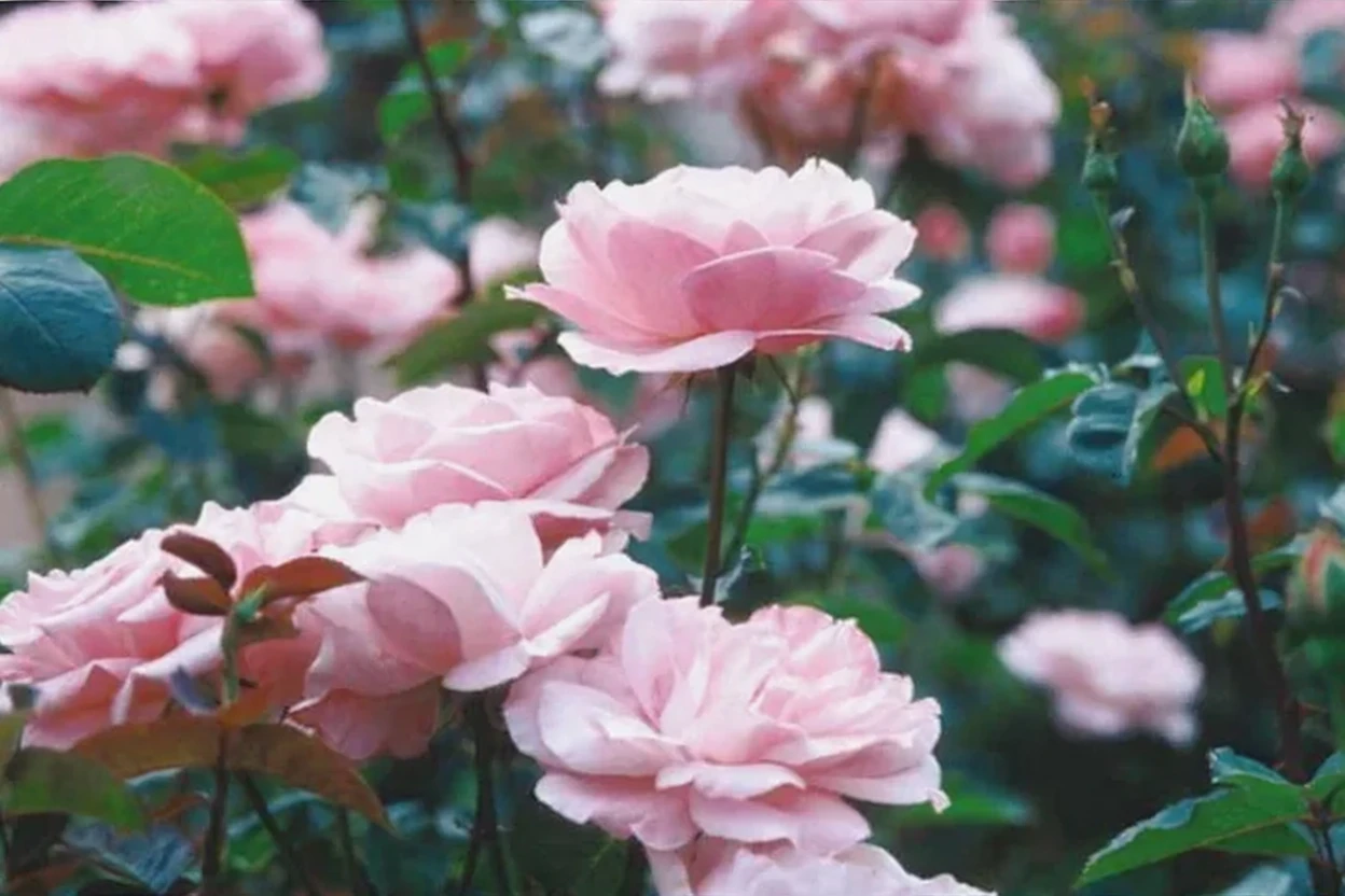 Троянда Квін Елізабет