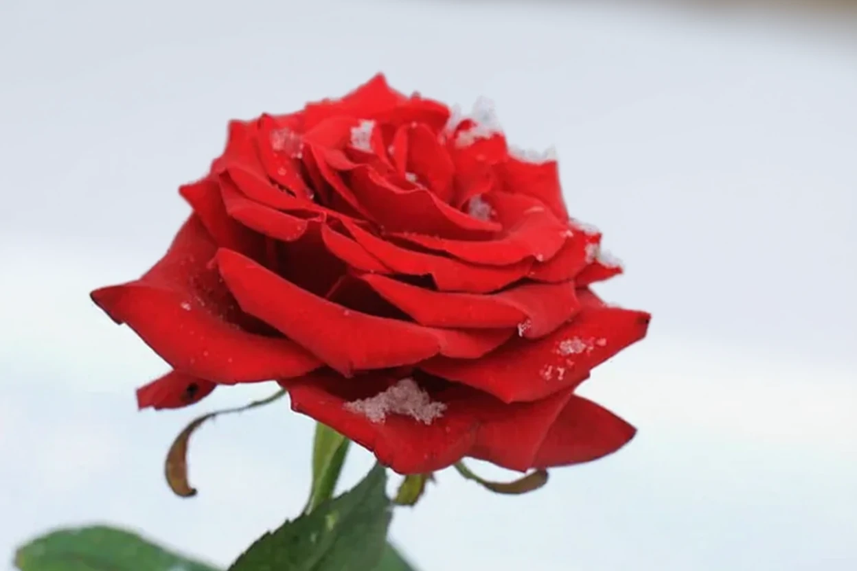 Троянда Квін о’ зе Лейкс / Rosa Queen o’ the Lakes