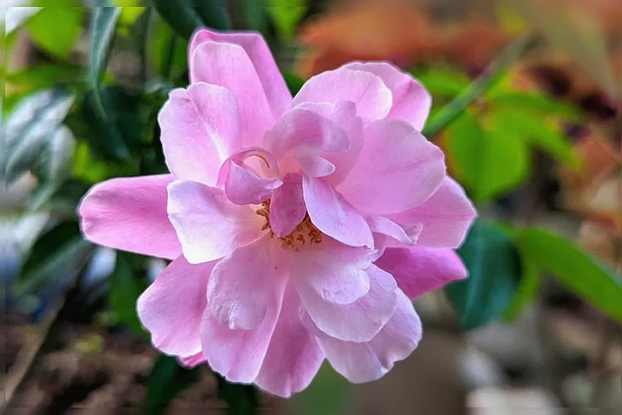 Троянда китайська Олд Блаш / Rosa chinensis Old Blush