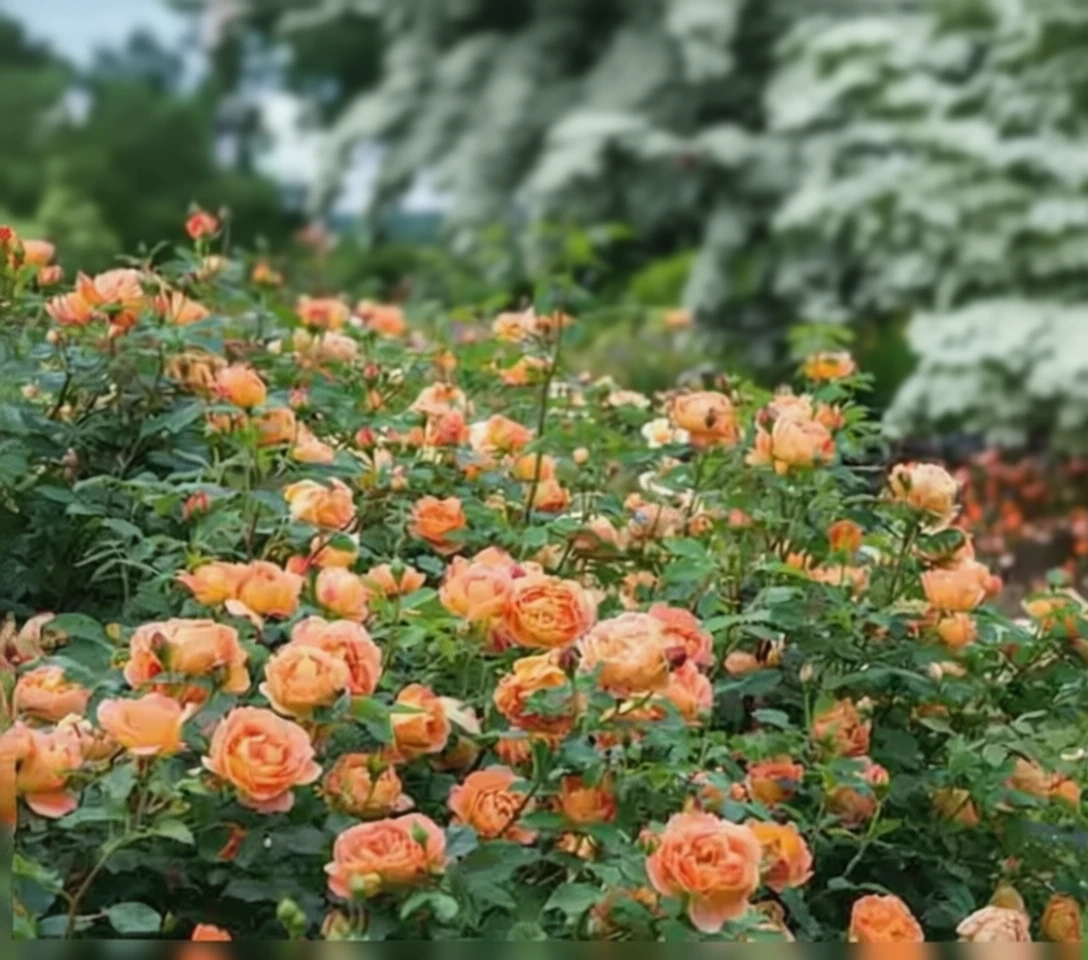 Троянда Леді оф Шалотт