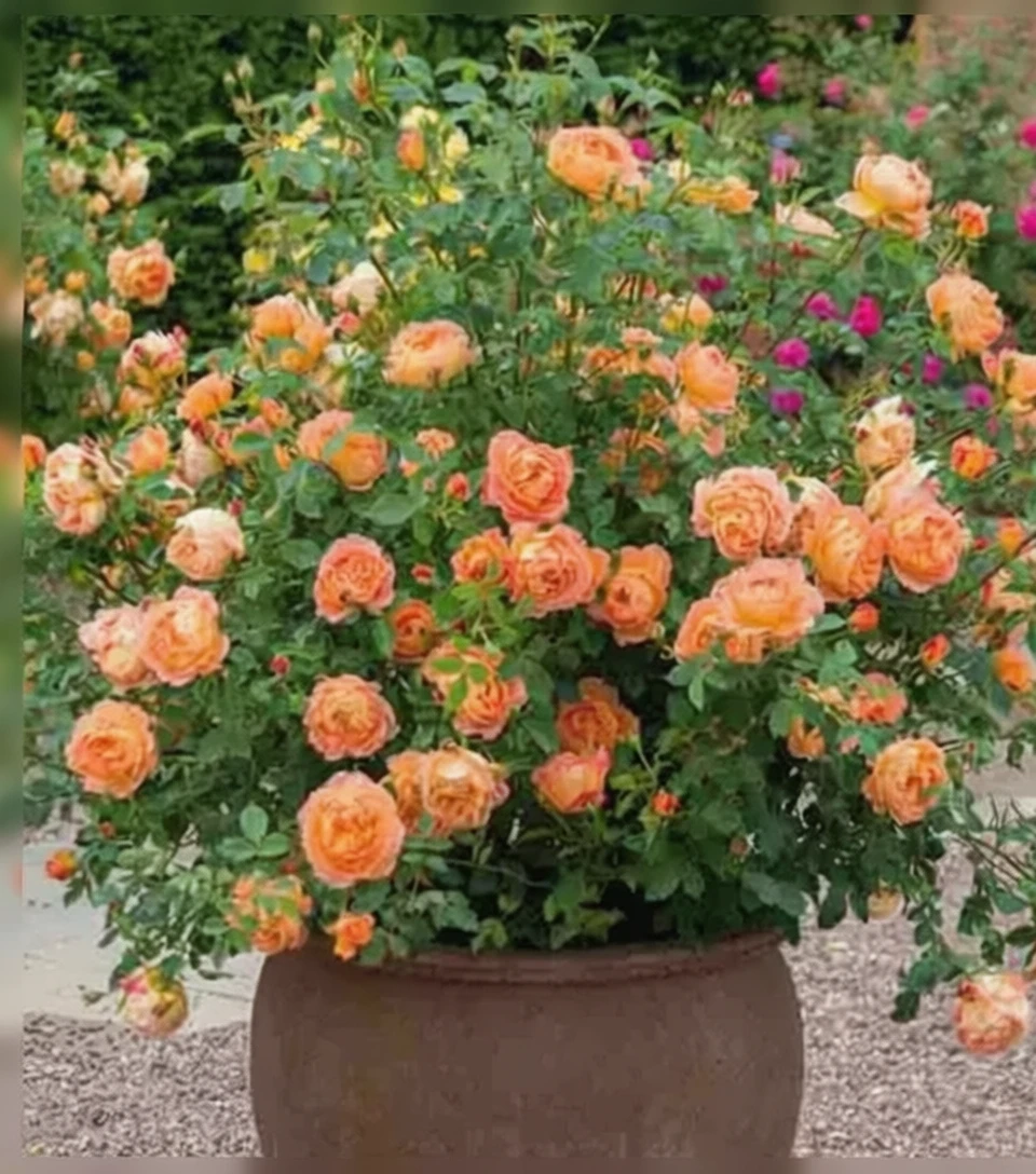 Троянда Леді оф Шалотт