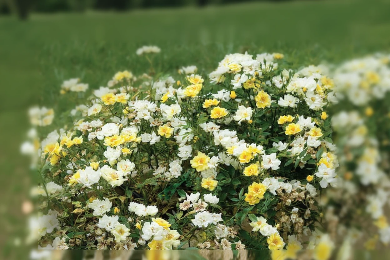 Троянда Лемон Дріфт