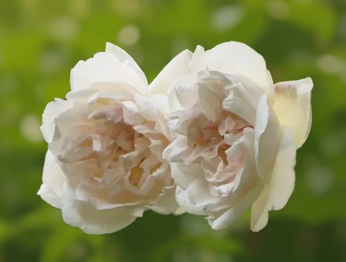 Троянда Мадам Альфред Карріер / Rosa Madame Alfred Carriere