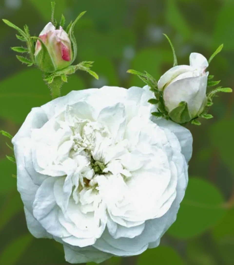 Троянда Мадам Гарді / Rosa Madame Hardy