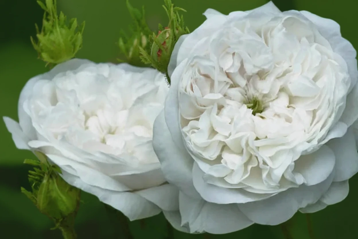 Троянда Мадам Гарді