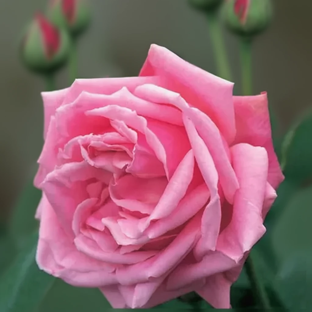 Троянда Мадам Каролін Тесту / Rosa Mme Caroline Testout