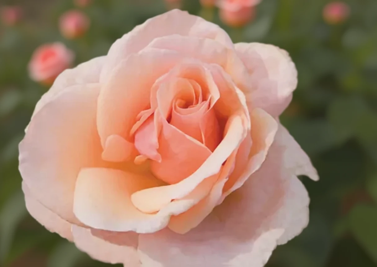 Троянда Мазер Оф Пірл / Rosa Mother Of Pearl