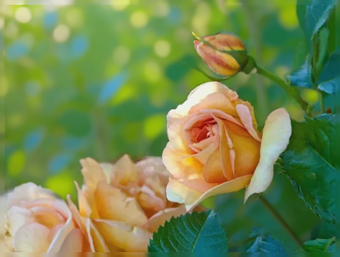 Троянда Мейголд / Rosa Maigold