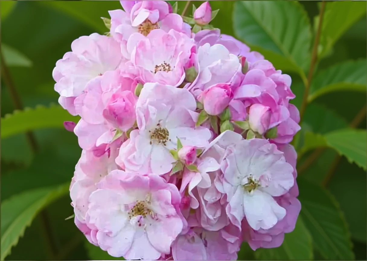 Троянда Місіс Ф. В. Флайт / Rosa Mrs. F.W. Flight