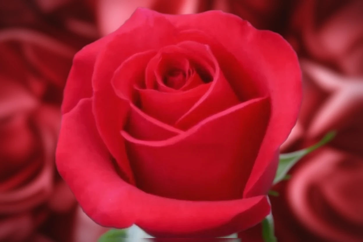 Троянда Містер Лінкольн