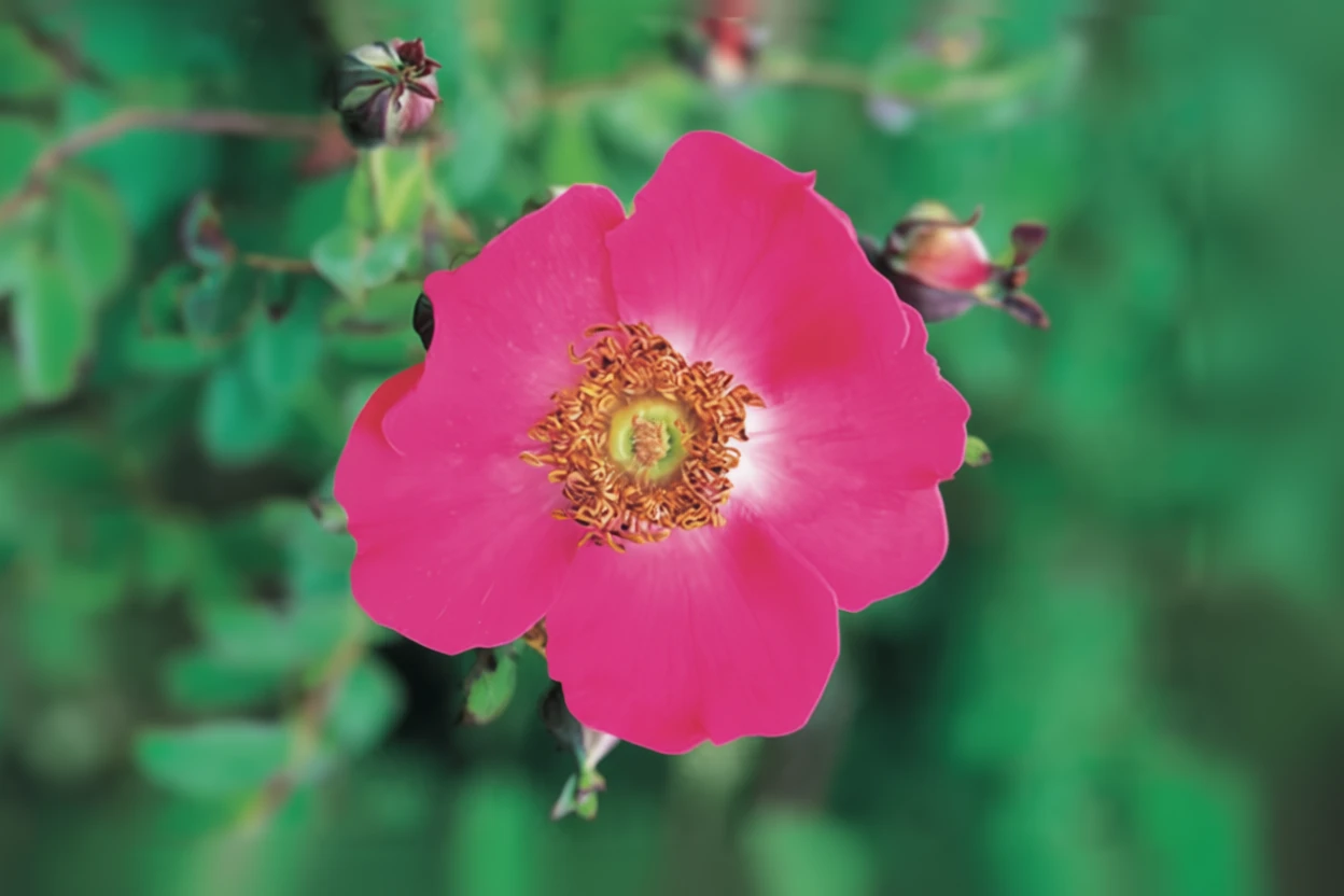 Троянда Мойєса