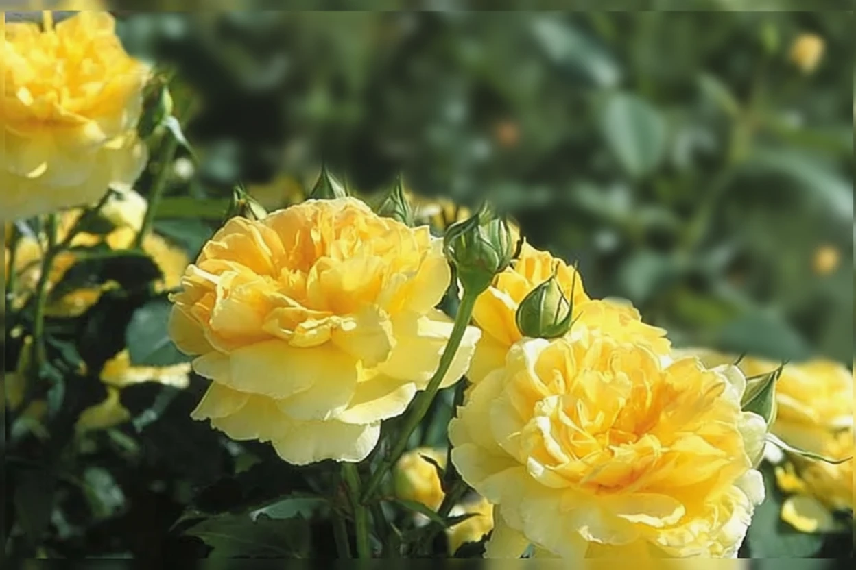 Троянда Моліньо