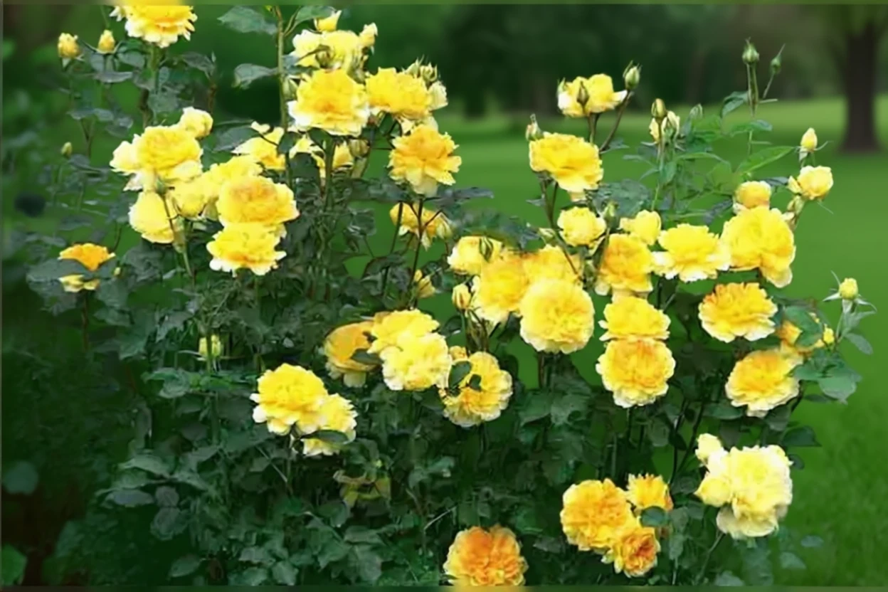 Троянда Моліньо