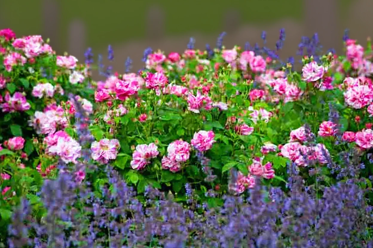 Троянда мунді