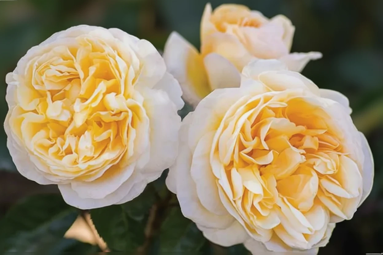 Троянда Мунлайт Романтіка / Rosa Moonlight Romantica®