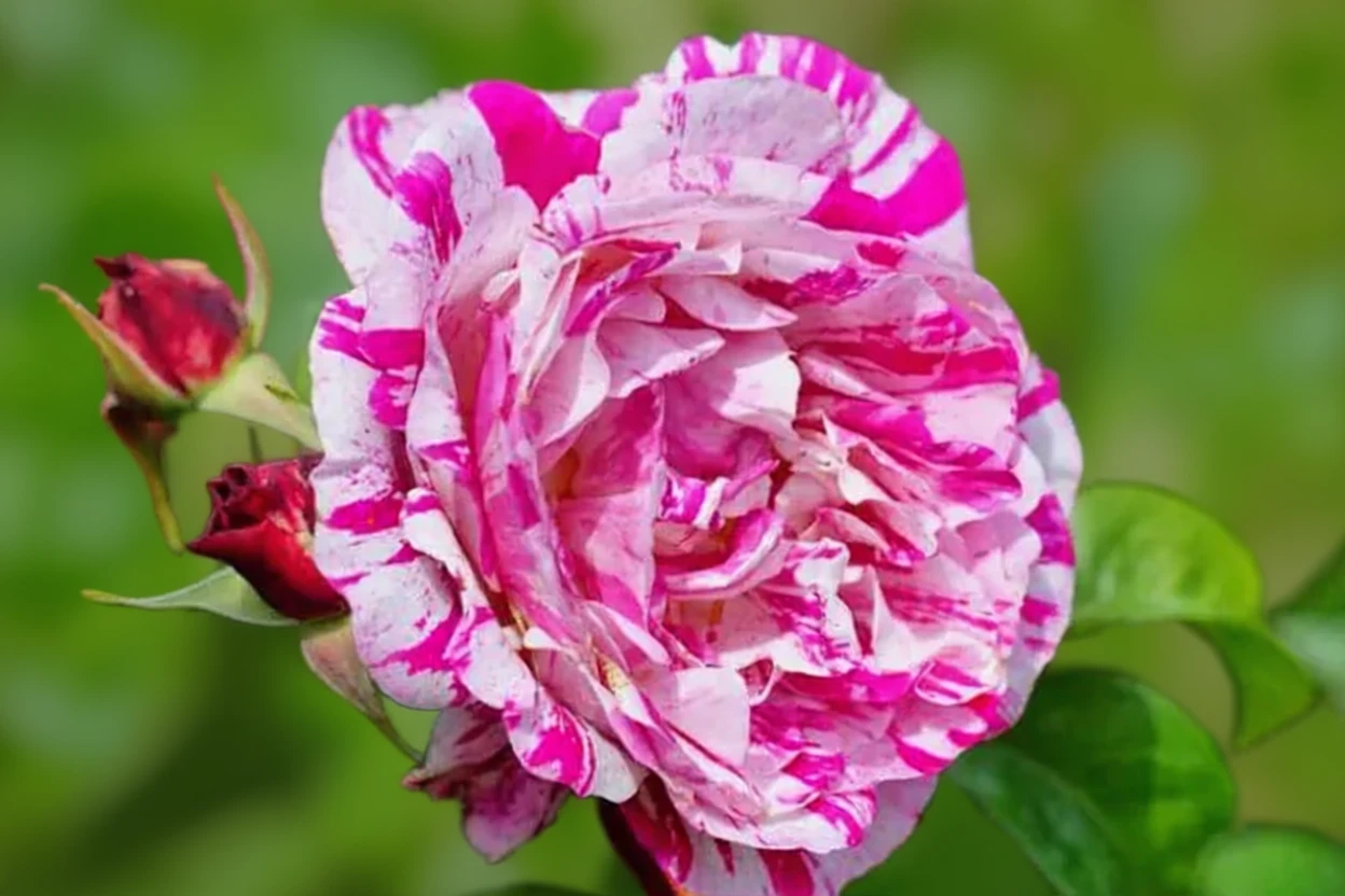 Троянда Ніл Даймонд / Rosa Neil Diamond