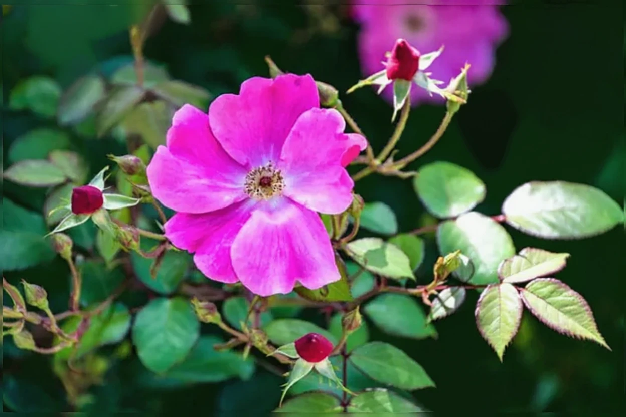 Троянда нітідa / Rosa nitida