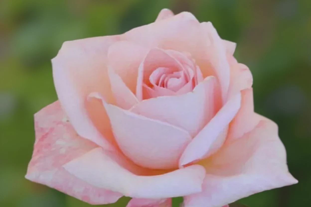 Троянда Нова Зеландія / Rosa  New Zealand