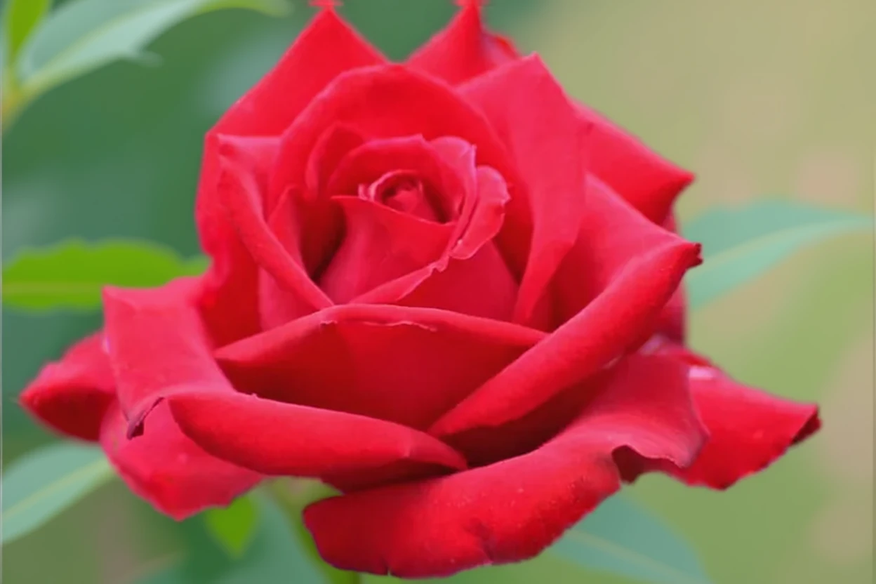 Троянда Олімпіад