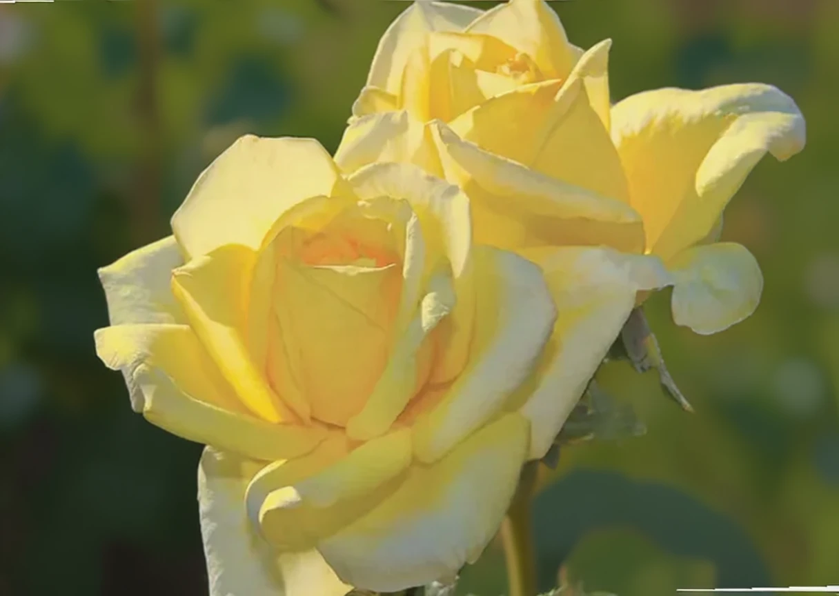 Троянда Ореголд / Rosa  Oregold