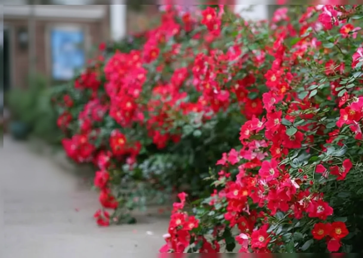 Троянда Осо Ізі Черрі Пай