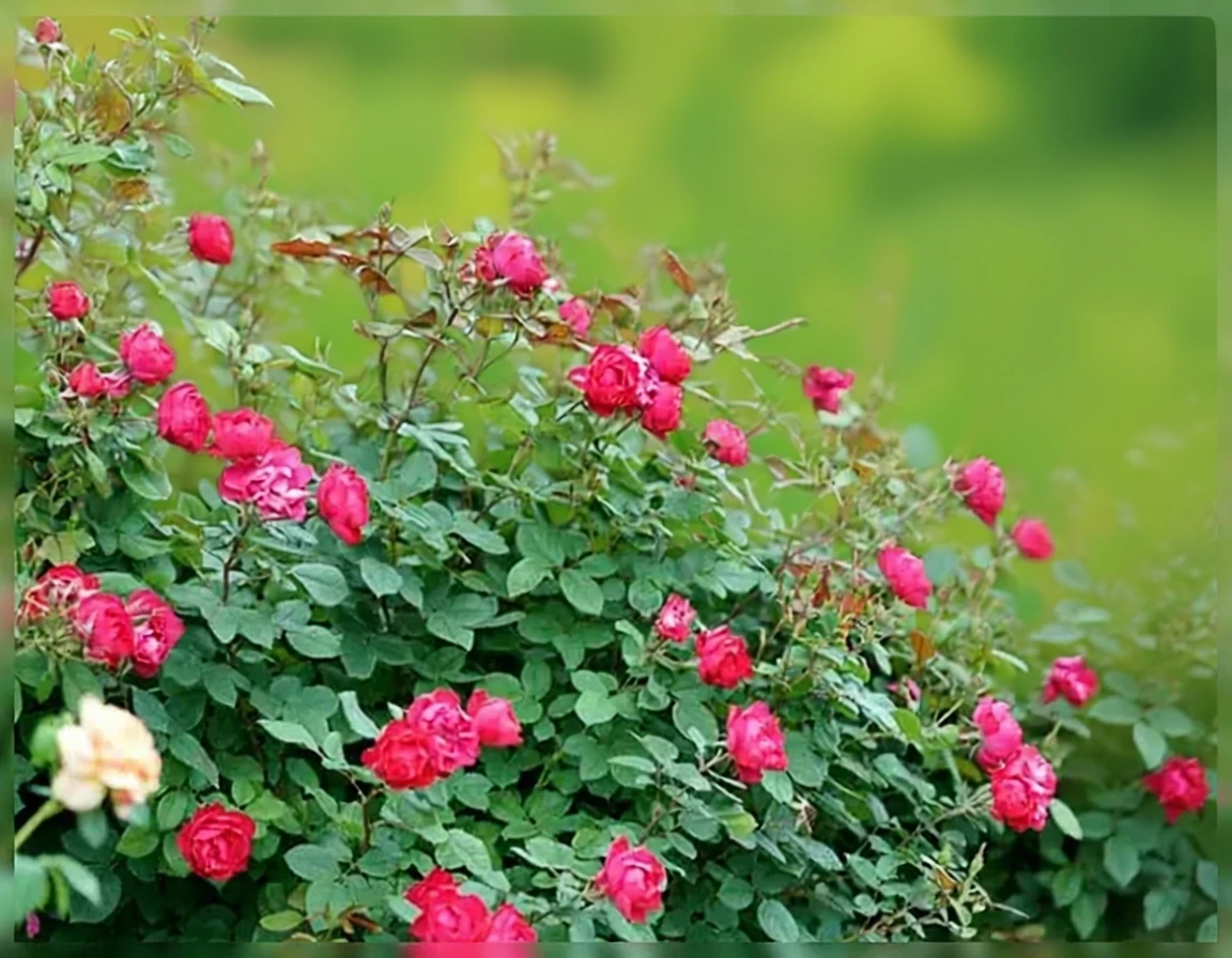 Троянда Осо Ізі Дабл Ред® / Rosa Oso Easy Double Red®