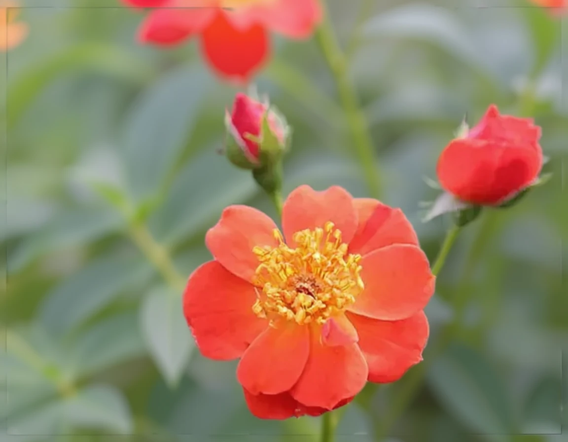 Троянда Осо Ізі Хот Папріка / Rosa Oso Easy Hot Paprika