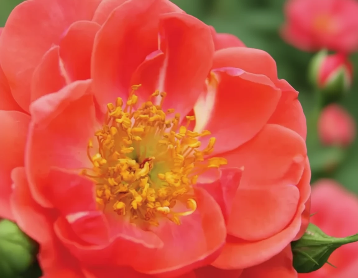 Троянда Осо Ізі Манго Сальса