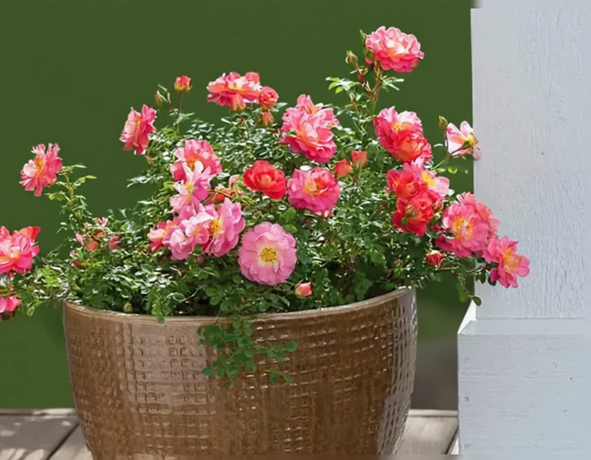 Троянда Осо Ізі Строберрі Краш