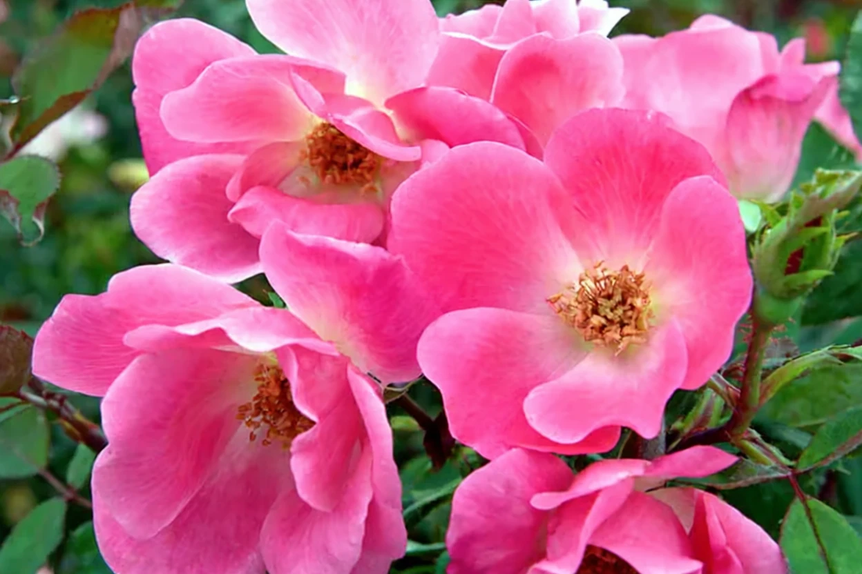 Троянда Пінк Нок Аут