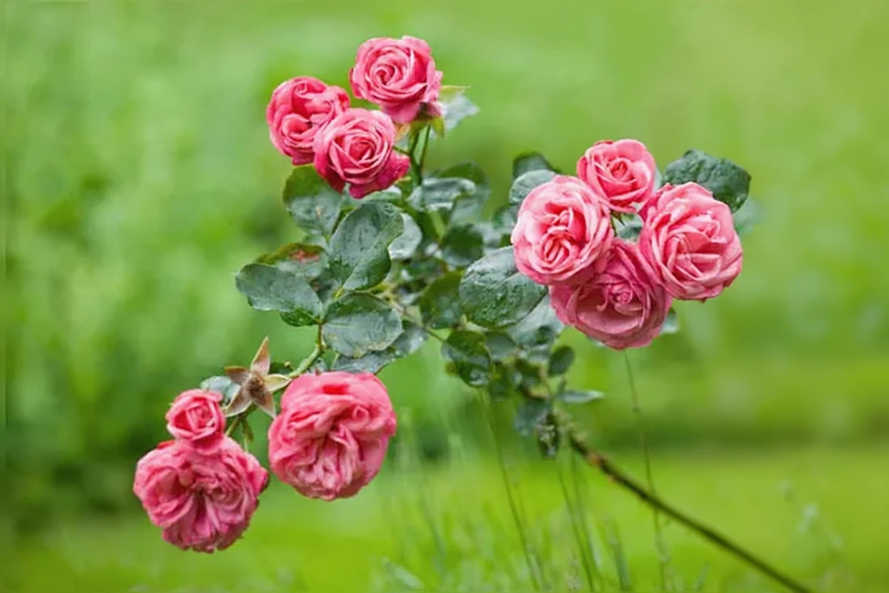 Троянда Пінк Перпетью