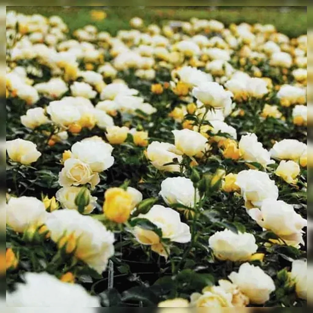 Троянда Попкорн Дріфт