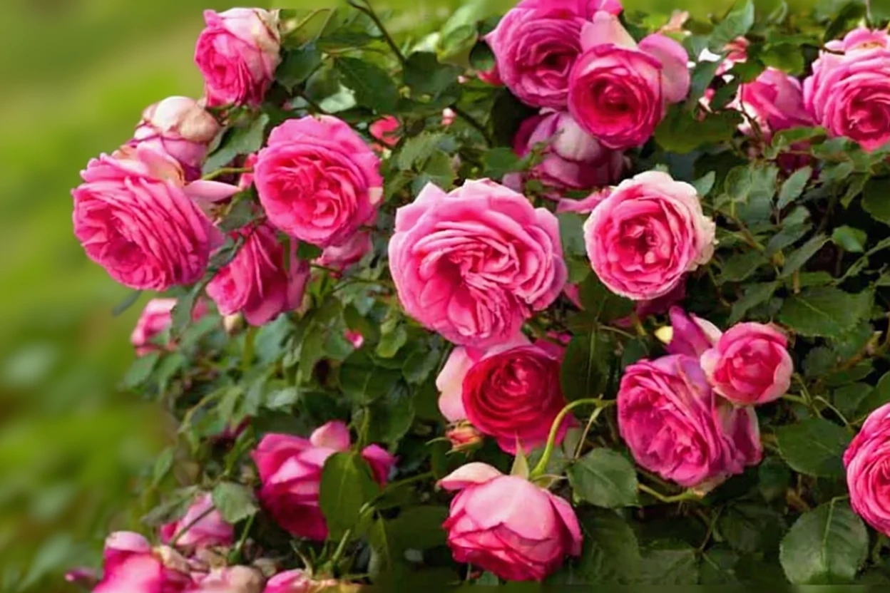 Троянда Претті ін Пінк Іден Клаймбер